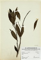 藏品(小葉樹杞)的圖片